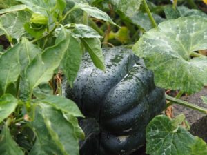 kladdkaka utan mjöl