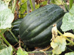 kladdkaka med kolatäcke